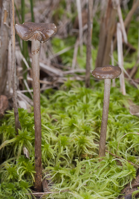 Phaeonematoloma myosotis